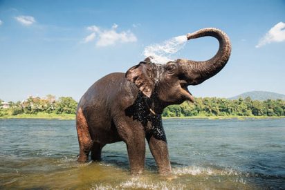 El dram&aacute;tico salvamento del elefante que se est&aacute; ahogando en el mar