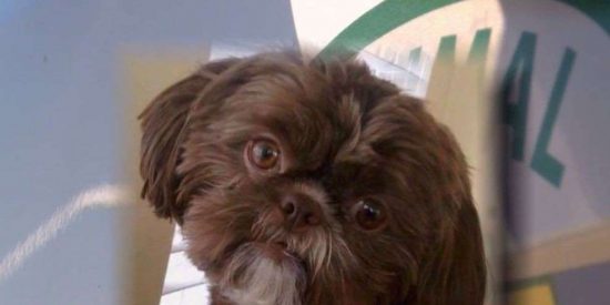 Matan al perro para enterrarlo con su due&ntilde;a
