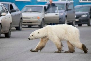 Encuentran un oso polar hambriento merodeando en la ciudad