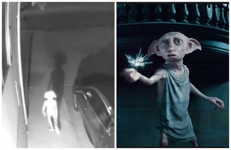 Captan en v&iacute;deo a una extra&ntilde;a criatura id&eacute;ntica a Dobby, el elfo de Harry Potter