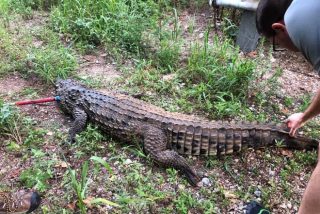 Vídeo: El chapuzón de un enorme cocodrilo entre niños que nadaban en un arroyo de Ohio