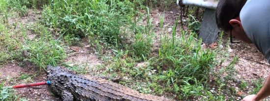 V&iacute;deo: El chapuz&oacute;n de un enorme cocodrilo entre ni&ntilde;os que nadaban en un arroyo de Ohio