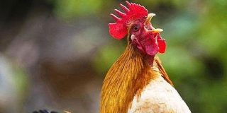 Secretos Animales: &iquest;Sabes por qu&eacute; canta el gallo?