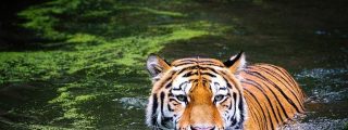 El misterio del sexto sentido de los animales que les permite predecir cat&aacute;strofes naturales