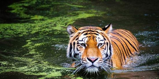 El misterio del sexto sentido de los animales que les permite predecir cat&aacute;strofes naturales