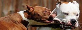 Desmantelan una cruel red internacional de peleas de perros pitbull en Brasil